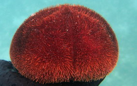 Red Heart Urchin - Meoma ventricosa ventricosa