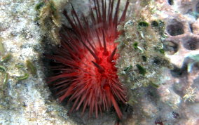 Red Rock-Boring Urchin
