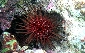 Reef Urchin -Echinometra viridis