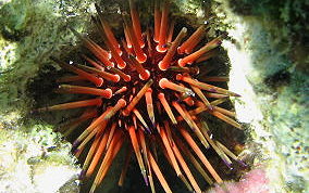 Reef Urchin -Echinometra viridis