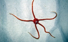 Red short spine brittle star - Ophioderma sp.