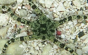 Banded Arm Brittle Star -  Ophioderma sp.