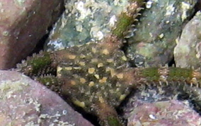 Banded Arm Brittle Star -  Ophioderma sp.