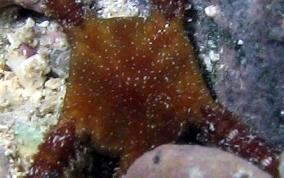 Brittle Star -  Ophioderma sp.