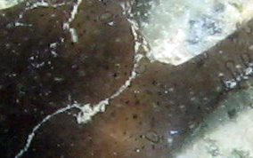Circle Marked Brittle Star -  Ophioderma cinereum