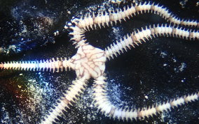 Reticulated Brittle Star - Ophionereis reticulata