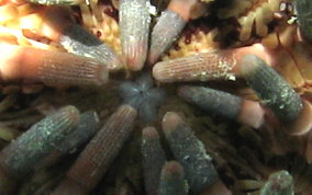 Slate Pencil Sea Urchin - Eucidaris tribuloides