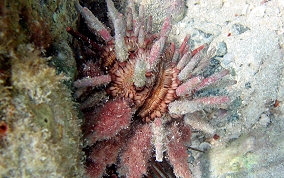 Slate Pencil Sea Urchin - Eucidaris tribuloides