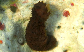 Slender Sea Cucumber - Holothuria impatiens