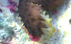 Slender Sea Cucumber - Holothuria impatiens