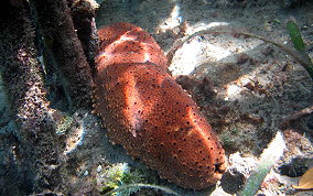 Three-Rowed Sea Cucumber - Isostichopus badionotus 