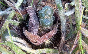 Variegated Sea Urchin - Lytechinus variegatus