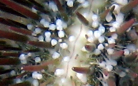 Variegated Sea Urchin - Lytechinus variegatus