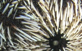 West Indian Sea Egg (Urchin) - Tripneustes ventricosus v