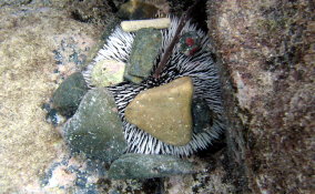 West Indian Sea Egg (Urchin) - Tripneustes ventricosus 