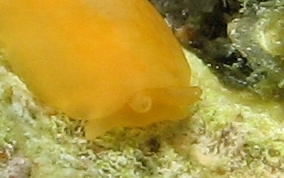 Apricot Sidegill Slug - Berthellina quadridens / Berthellina engeli 