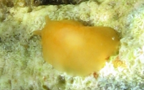 Apricot Sidegill Slug - Berthellina quadridens