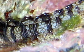 Atlantic Thorny Oyster - Spondylus americanus