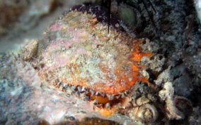 Atlantic Thorny Oyster