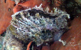 Atlantic Wing-Oyster - Pteria colymbus