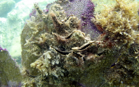 Atlantic Wing-Oyster - Pteria colymbus