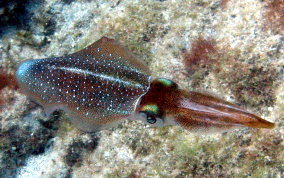 Caribbean Reef Squid - Sepioteuthis sepioidea