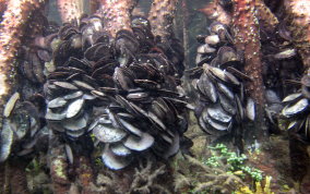 Flat Tree Oyster  - Isognomon alatus 