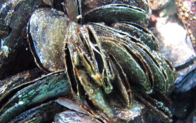 Flat Tree Oyster  - Isognomon alatus 