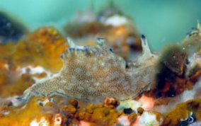 Freckled Seahare - Aplysia parvula