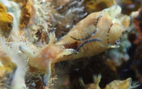 Freckled Seahare - Aplysia parvula