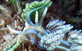 Fringe Back Nudibranch - Dondice occidentalis