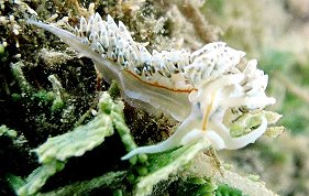 Fringe Back Nudibranch - Dondice occidentalis