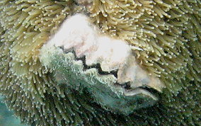 Frond Oyster - Dendostrea frons