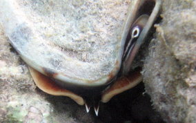Helmet Snail - Cassis madagascariensis