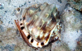 Helmet Snail - Cassis tuberosa, Cassis madagascariensis