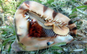 Helmet Snail - Cassis madagascariensis