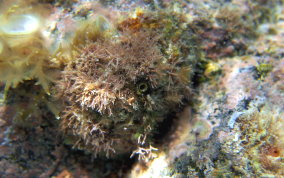 KeyholeLimpet Snail - Class: Gastropoda