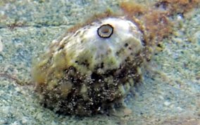 Keyhole Limpet Snail - Class: Gastropoda