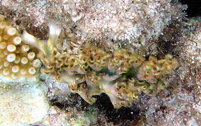 Lettuce Sea Slug - Tridachia crispata