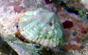 Limpet Snail - Class: Gastropoda