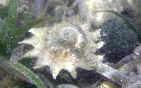 Longspine Starsnail (Astralium phoebium)  
