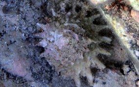 Longspine Starsnail (Astralium phoebium)  