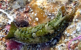 Mysterious Headshield Slug - Navanax aenigmaticus