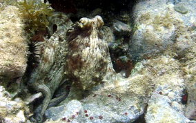 Common  Octopus