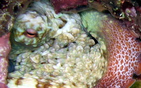Common Octopus - Octopus insularis