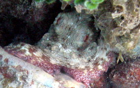 Common Octopus -  Octopus insularis