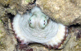 Common Octopus -  Octopus insularis