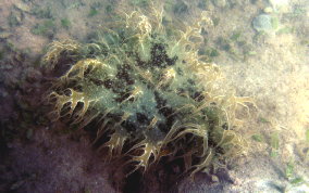 Ragged Seahare - Bursatella leachii