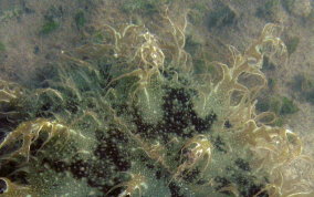 Ragged Seahare - Bursatella leachii