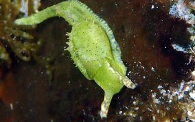 Reticulated Sea Slug - Oxynoe antillarum